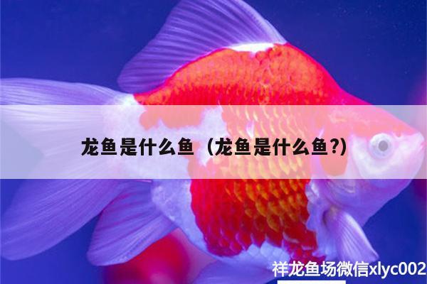 龙鱼是什么鱼（龙鱼是什么鱼?） 奈及利亚红圆点狗头