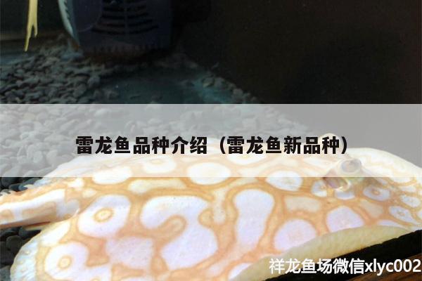 雷龙鱼品种介绍（雷龙鱼新品种） 印尼虎苗 第2张