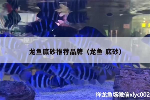 龙鱼底砂推荐品牌（龙鱼底砂） 观赏鱼