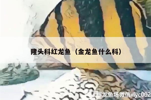 隆头科红龙鱼（金龙鱼什么科） 黄鳍鲳鱼