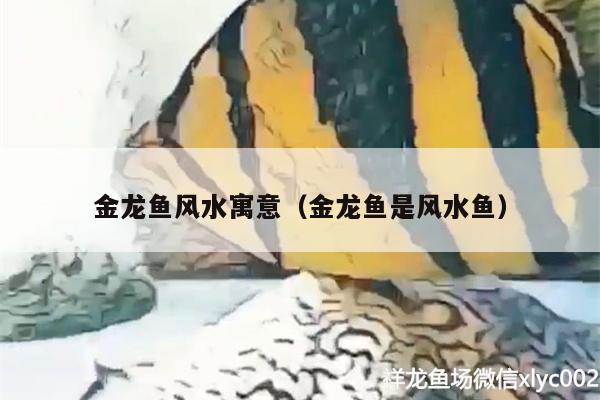 金龙鱼风水寓意（金龙鱼是风水鱼） 鱼缸风水