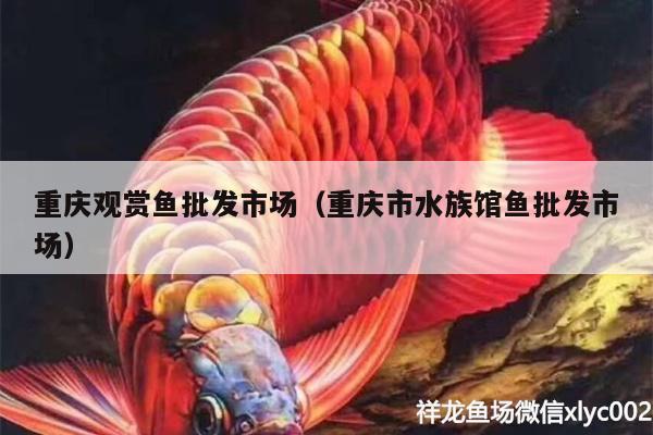 重庆观赏鱼批发市场（重庆市水族馆鱼批发市场） 观赏鱼批发 第1张