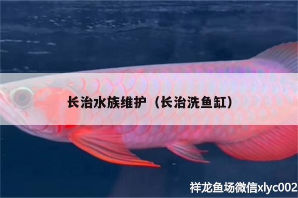 长治水族维护（长治洗鱼缸） 祥龙蓝珀金龙鱼