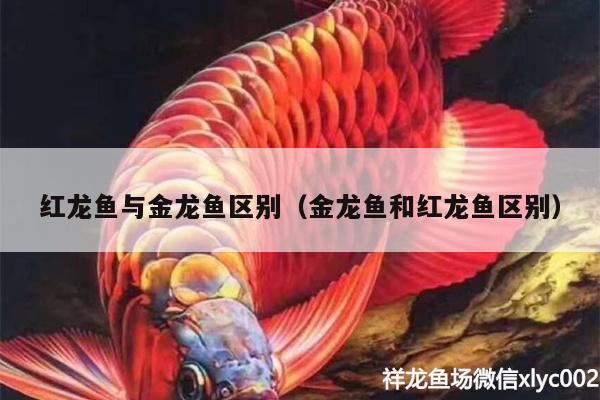 红龙鱼与金龙鱼区别（金龙鱼和红龙鱼区别） 鱼缸水质稳定剂