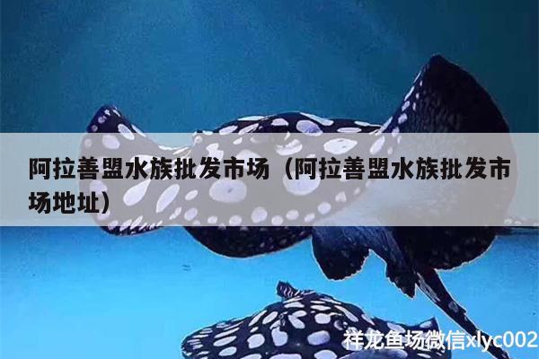 阿拉善盟水族批发市场（阿拉善盟水族批发市场地址）