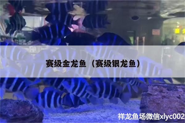 赛级金龙鱼（赛级银龙鱼）