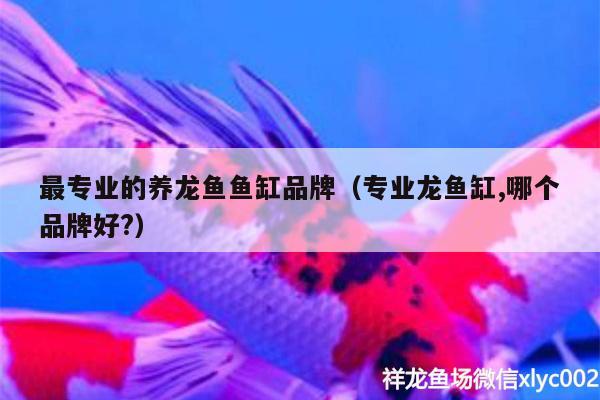 最专业的养龙鱼鱼缸品牌（专业龙鱼缸,哪个品牌好?） 梦幻雷龙鱼