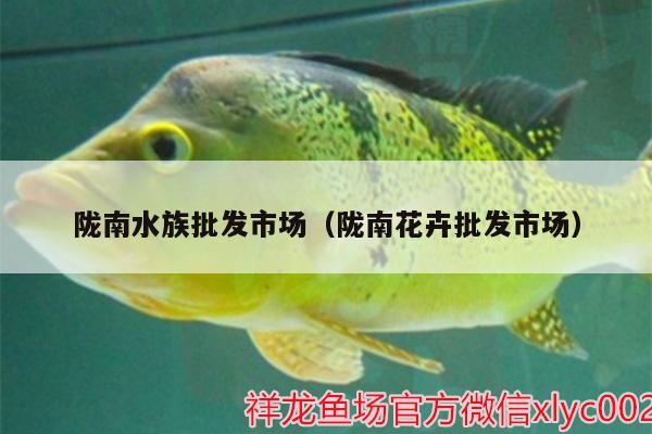 陇南水族批发市场（陇南花卉批发市场） 观赏鱼水族批发市场