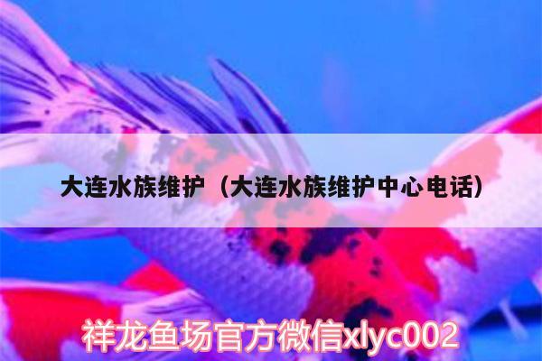 大连水族维护（大连水族维护中心电话） 红眼黄化幽灵火箭鱼|皇家火箭鱼