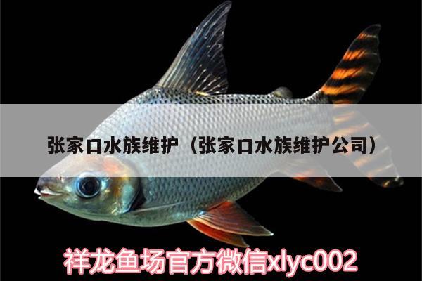 张家口水族维护（张家口水族维护公司） 慈雕鱼