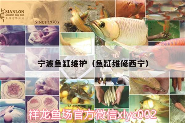 宁波鱼缸维护（鱼缸维修西宁） 水族品牌