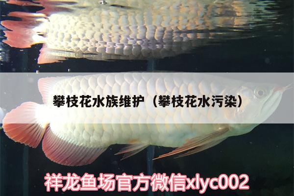 攀枝花水族维护（攀枝花水污染）