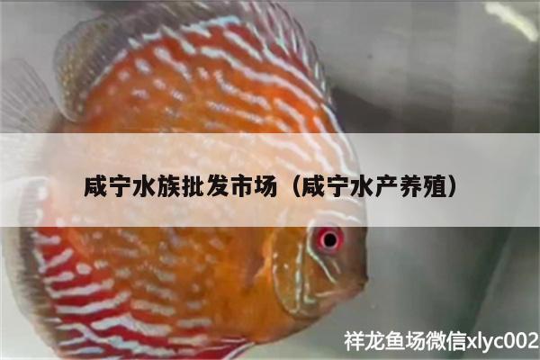 咸宁水族批发市场（咸宁水产养殖）