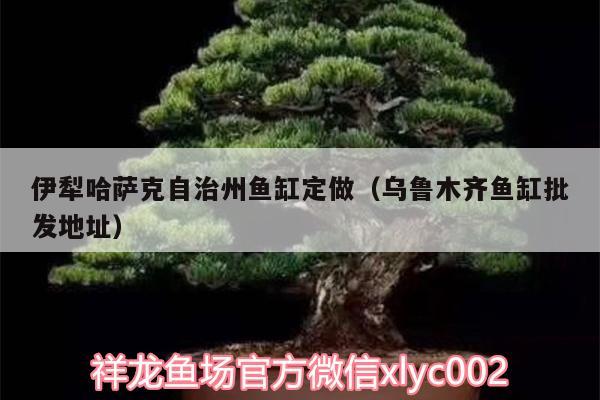 伊犁哈萨克自治州鱼缸定做（乌鲁木齐鱼缸批发地址） 高背金龙鱼