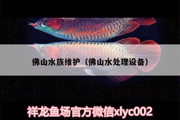 佛山水族维护（佛山水处理设备） 粗线银版鱼苗