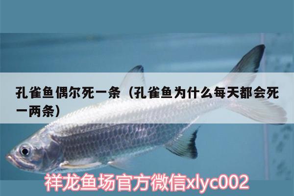 孔雀鱼偶尔死一条（孔雀鱼为什么每天都会死一两条） 鱼缸百科 第2张