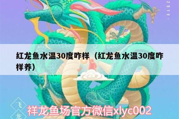 红龙鱼水温30度咋样（红龙鱼水温30度咋样养）