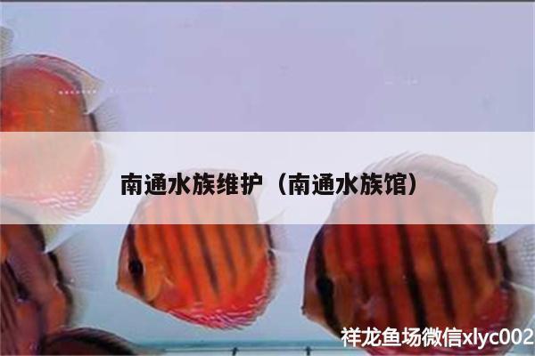 南通水族维护（南通水族馆） 白子黑帝王魟鱼