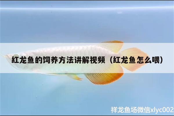 红龙鱼的饲养方法讲解视频（红龙鱼怎么喂）