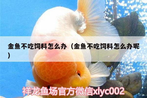 金鱼不吃饲料怎么办（金鱼不吃饲料怎么办呢） 巴西亚鱼苗