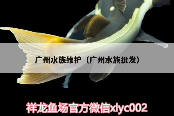 广州水族维护（广州水族批发） 祥龙传奇品牌鱼缸