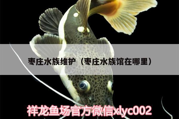 枣庄水族维护（枣庄水族馆在哪里） 七纹巨鲤鱼