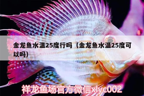 金龙鱼水温25度行吗（金龙鱼水温25度可以吗） 玫瑰银版鱼