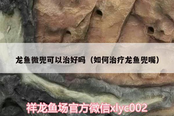 龙鱼微兜可以治好吗（如何治疗龙鱼兜嘴） 斑马鸭嘴鱼