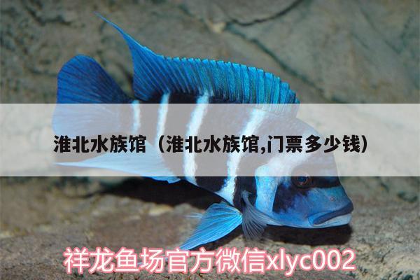 淮北水族馆（淮北水族馆,门票多少钱） 锦鲤鱼