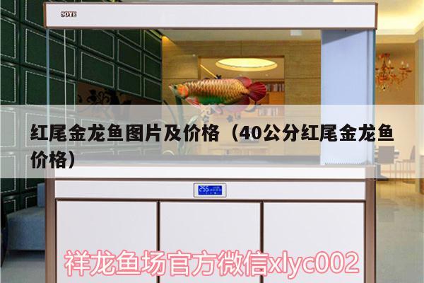 红尾金龙鱼图片及价格（40公分红尾金龙鱼价格） 喷点菠萝鱼