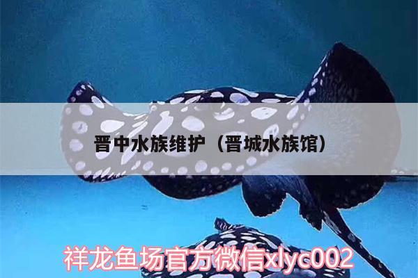 晋中水族维护（晋城水族馆） 喷点菠萝鱼