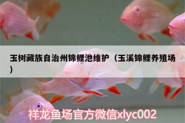 玉树藏族自治州锦鲤池维护（玉溪锦鲤养殖场） 非洲金鼓鱼