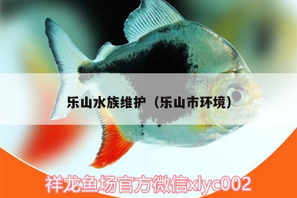 乐山水族维护（乐山市环境） 白子金龙鱼 第2张