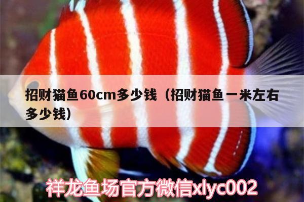 招财猫鱼60cm多少钱（招财猫鱼一米左右多少钱）