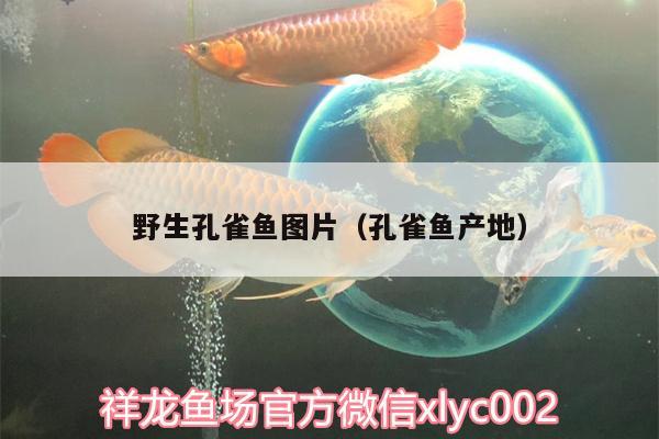 野生孔雀鱼图片（孔雀鱼产地） 高背金龙鱼