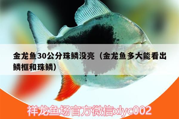 金龙鱼30公分珠鳞没亮（金龙鱼多大能看出鳞框和珠鳞）