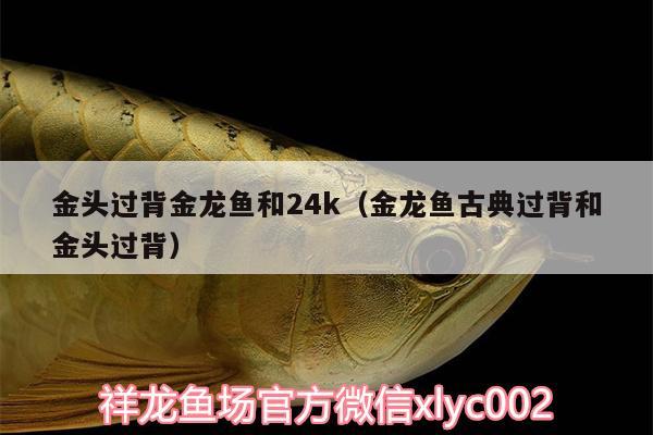 金头过背金龙鱼和24k（金龙鱼古典过背和金头过背）