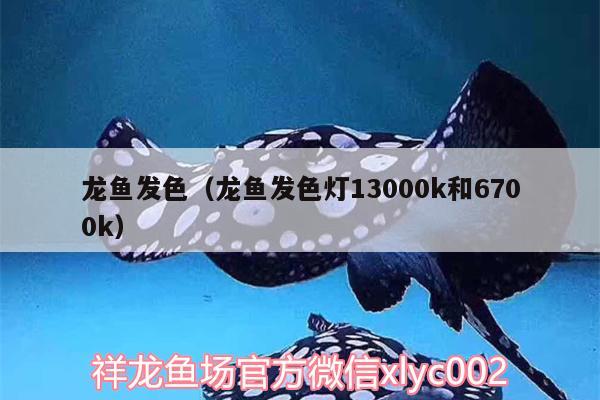 龙鱼发色（龙鱼发色灯13000k和6700k） 苏虎苗（苏门答腊虎鱼苗）