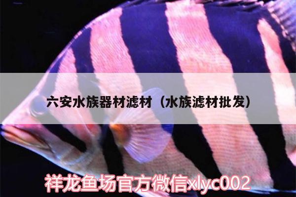 六安水族器材滤材（水族滤材批发） 观赏鱼饲料