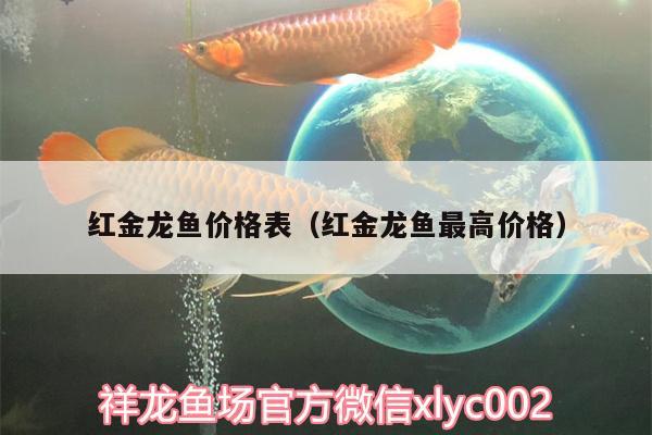 红金龙鱼价格表（红金龙鱼最高价格） 祥龙蓝珀金龙鱼