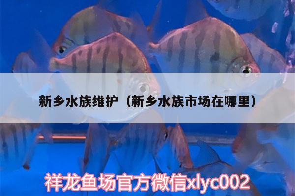 新乡水族维护（新乡水族市场在哪里）