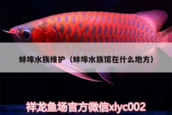 蚌埠水族维护（蚌埠水族馆在什么地方） 喂食器