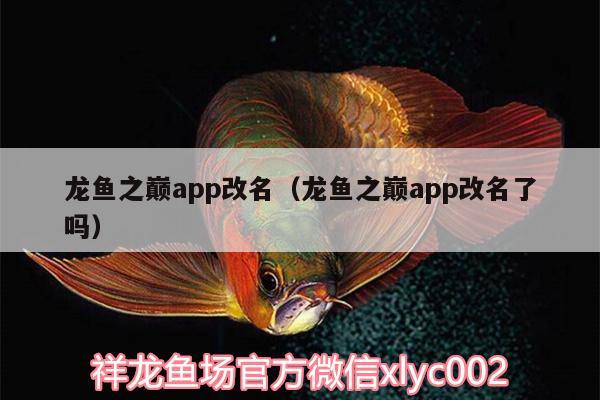 龙鱼之巅app改名（龙鱼之巅app改名了吗）