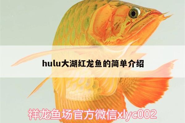 hulu大湖红龙鱼的简单介绍