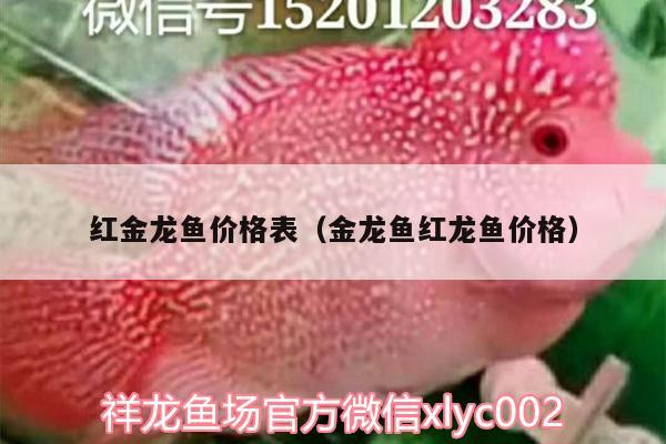 红金龙鱼价格表（金龙鱼红龙鱼价格） 观赏虾蟹等饲料