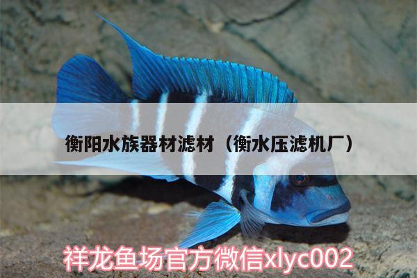 衡阳水族器材滤材（衡水压滤机厂） 细线银板鱼苗