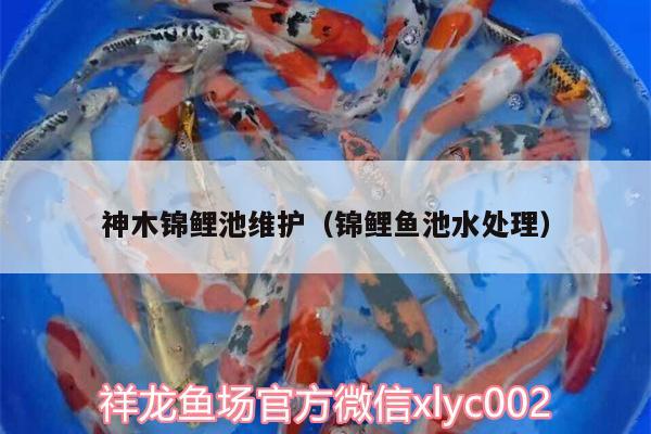 神木锦鲤池维护（锦鲤鱼池水处理） 观赏虾蟹等饲料