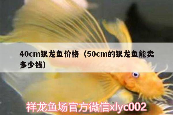 40cm银龙鱼价格（50cm的银龙鱼能卖多少钱） 银龙鱼