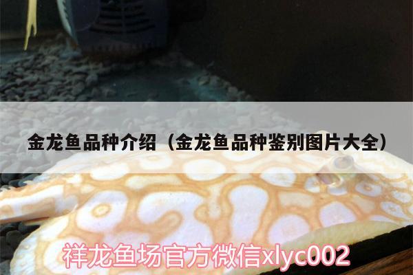 金龙鱼品种介绍（金龙鱼品种鉴别图片大全） 巴西亚鱼