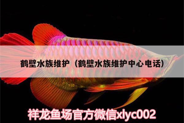 鹤壁水族维护（鹤壁水族维护中心电话） 水族用品